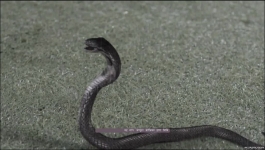 Pyaar Ka Pehla Naam Radha Mohan - 10th January 2024